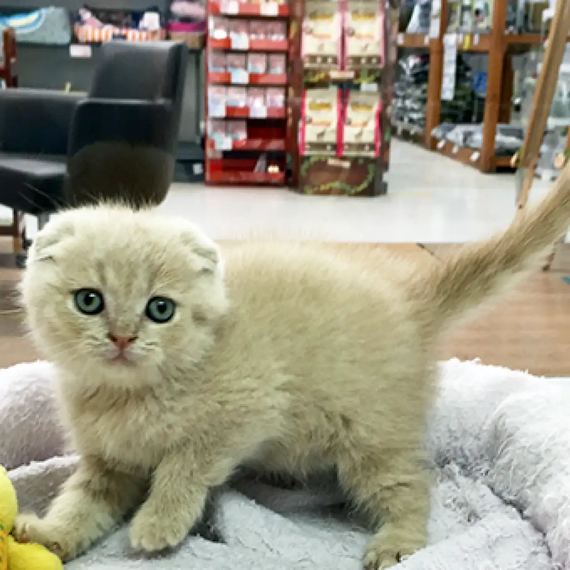 スコティッシュフォールド