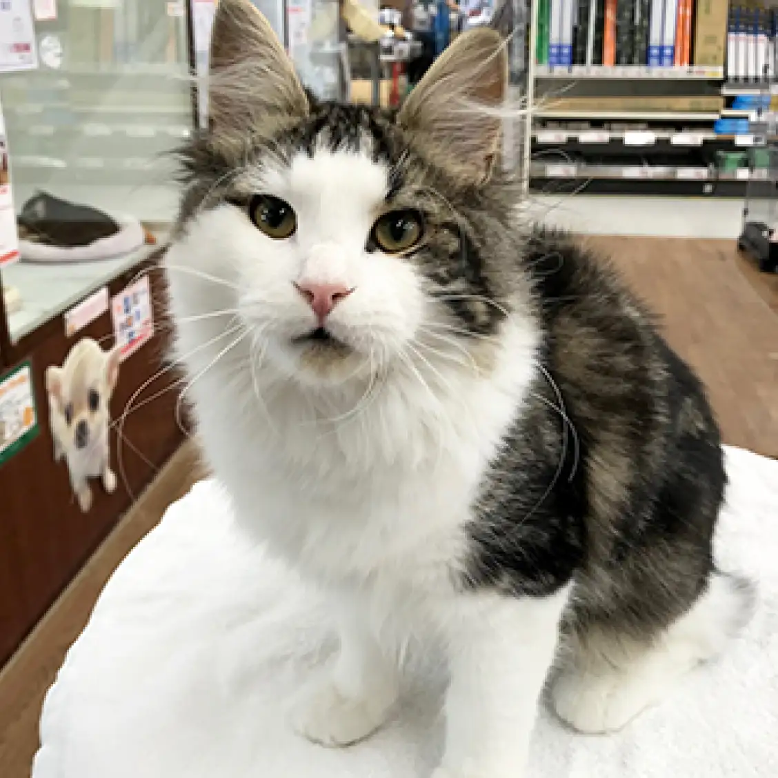 ノルウェージャンフォレストキャット