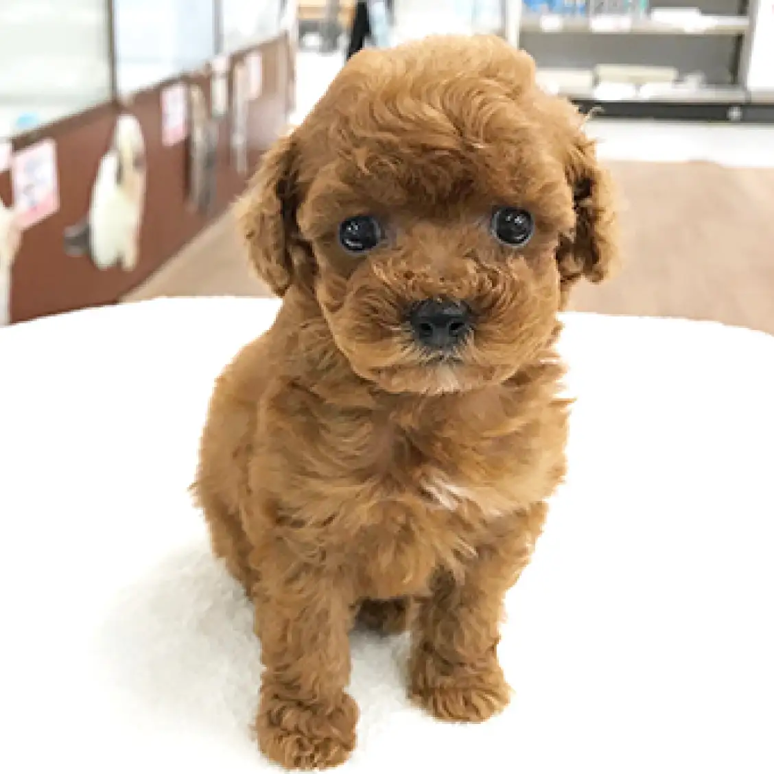 トイ・プードル