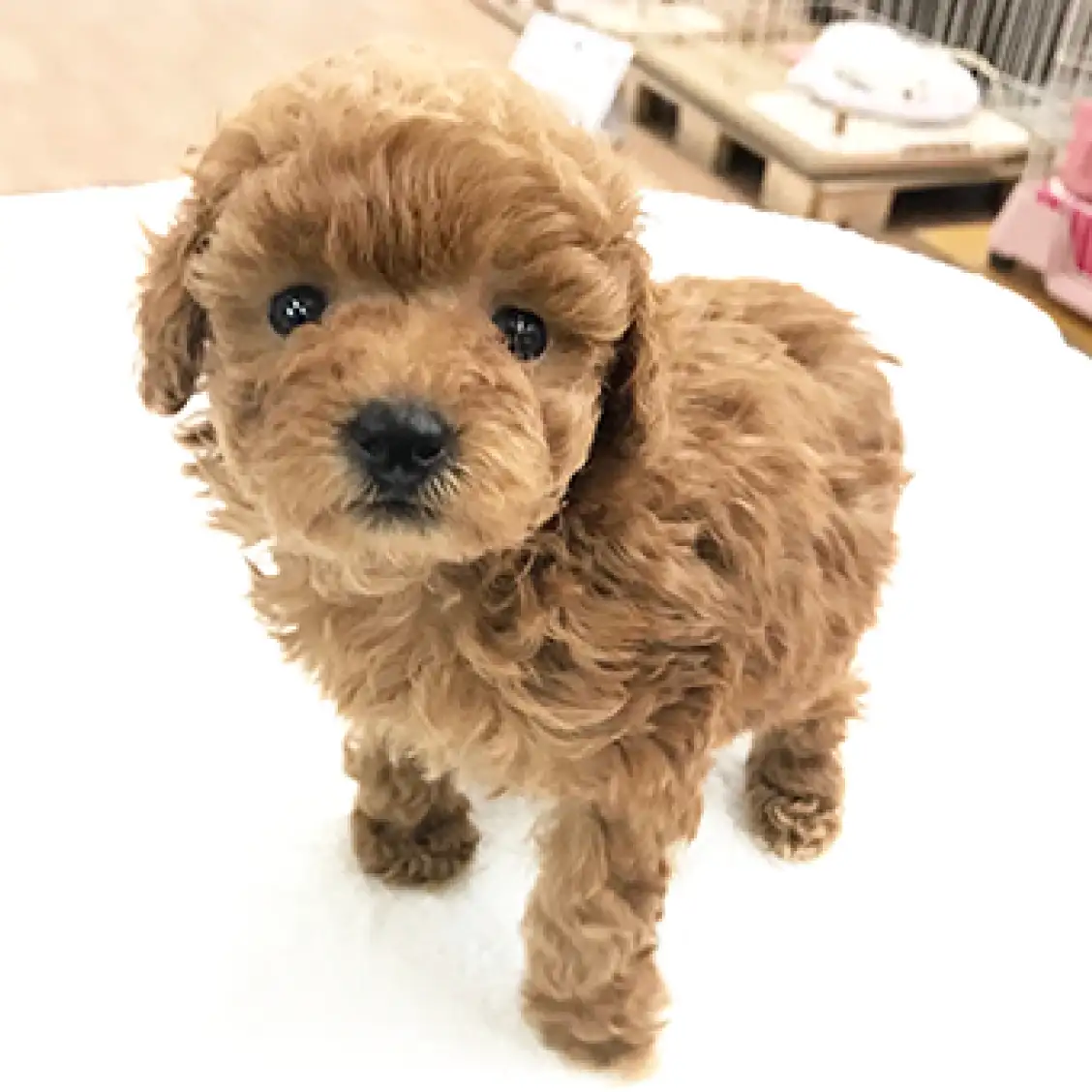 トイ・プードル