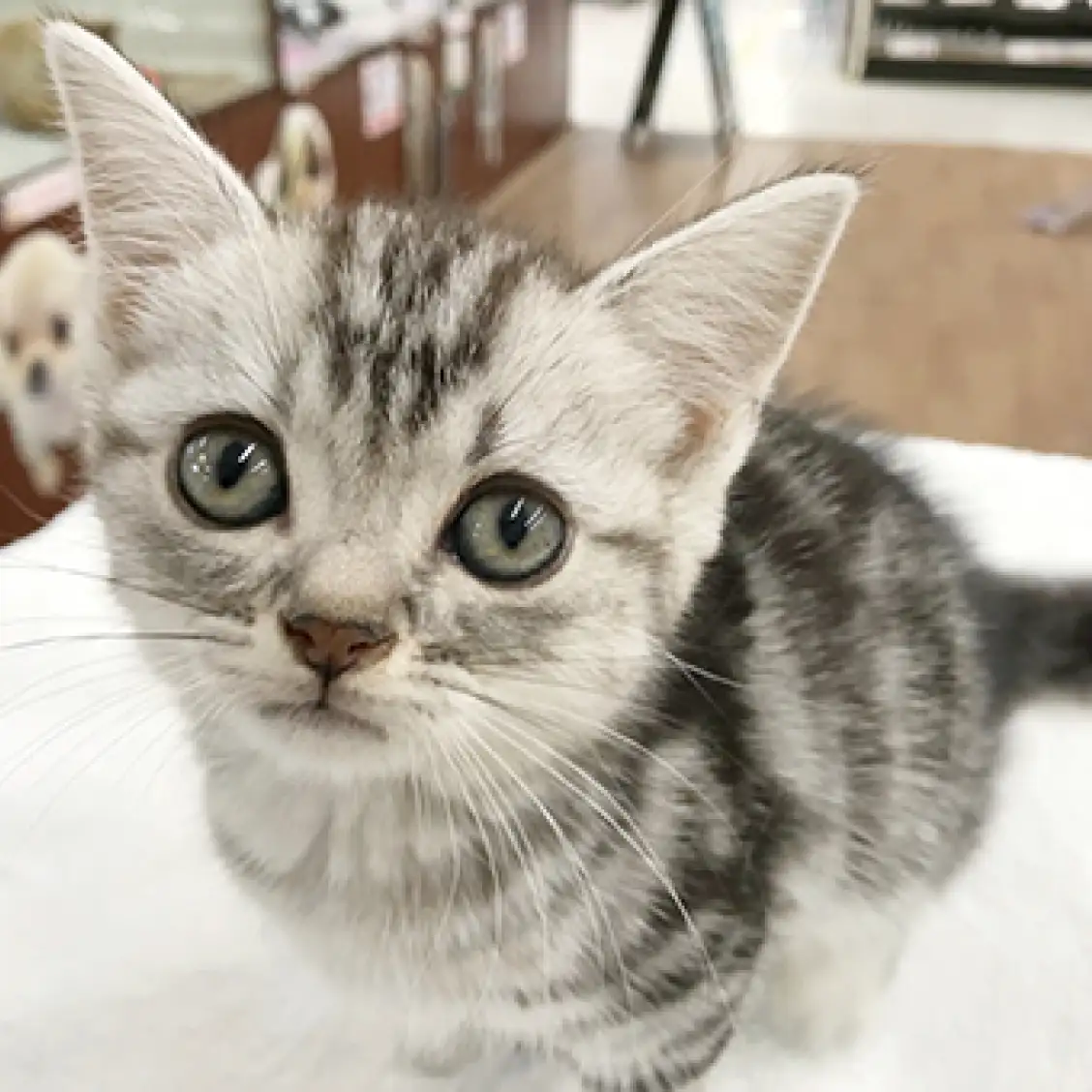 アメリカンショートヘア