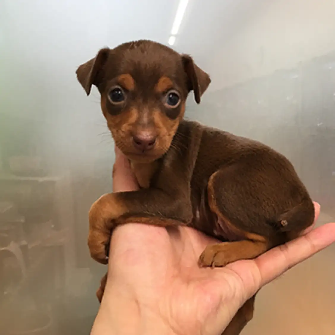 ミニチュア・ピンシャー