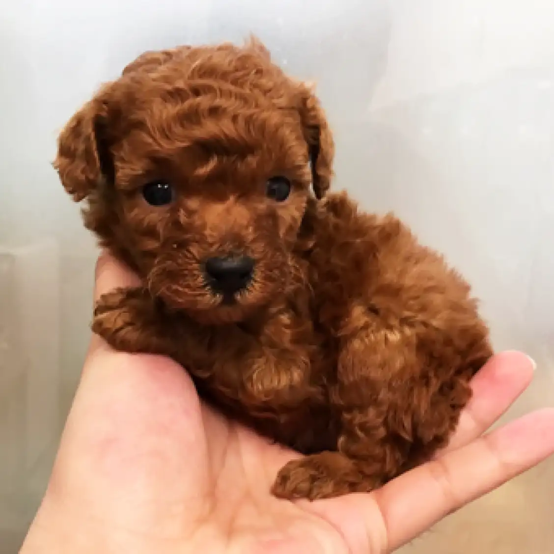 トイ・プードル