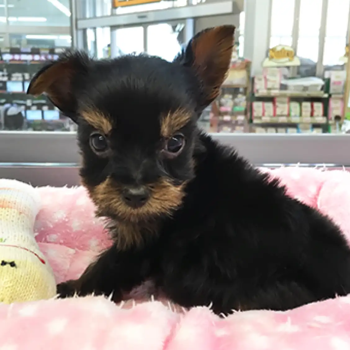 ヨークシャーテリア