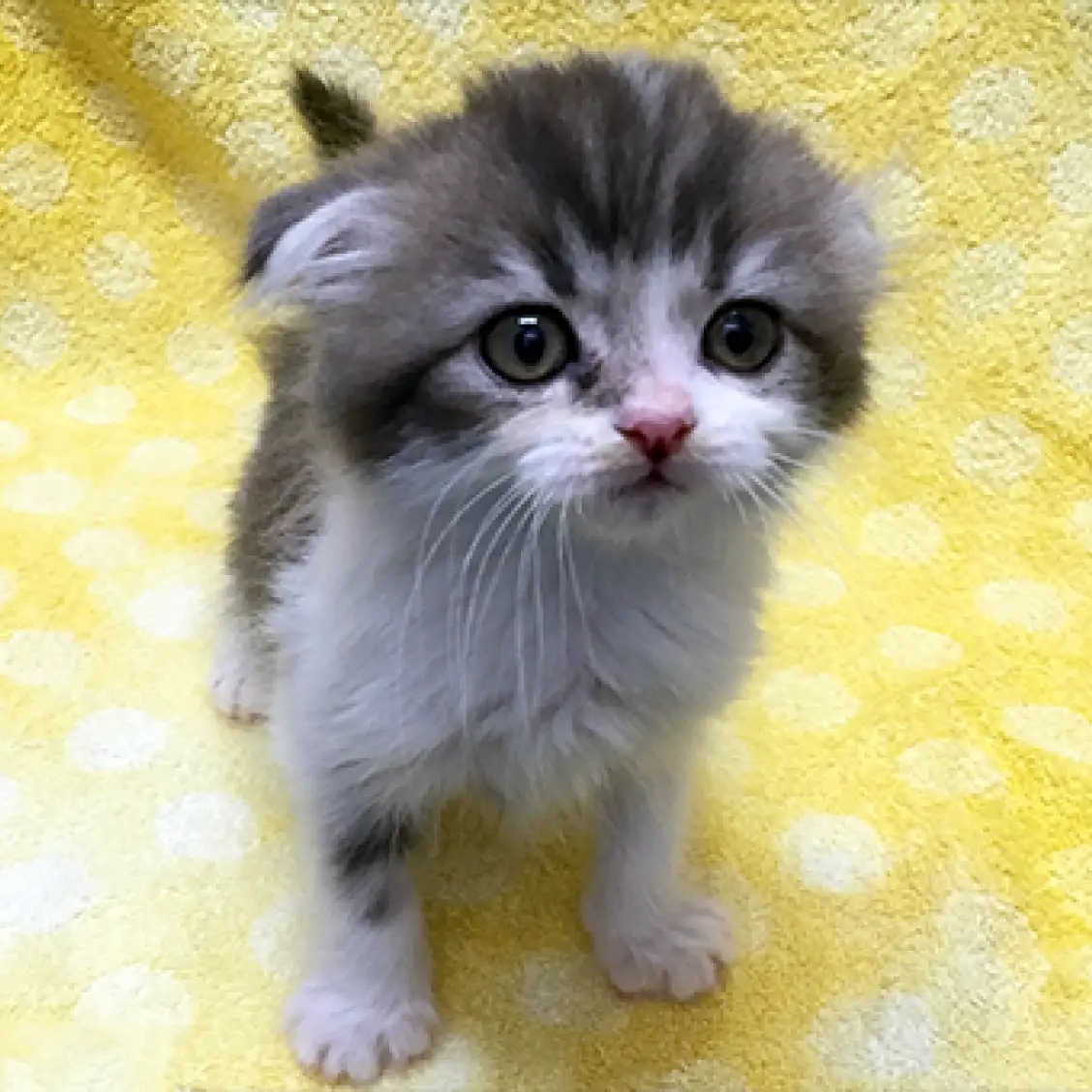 スコティッシュフォールド