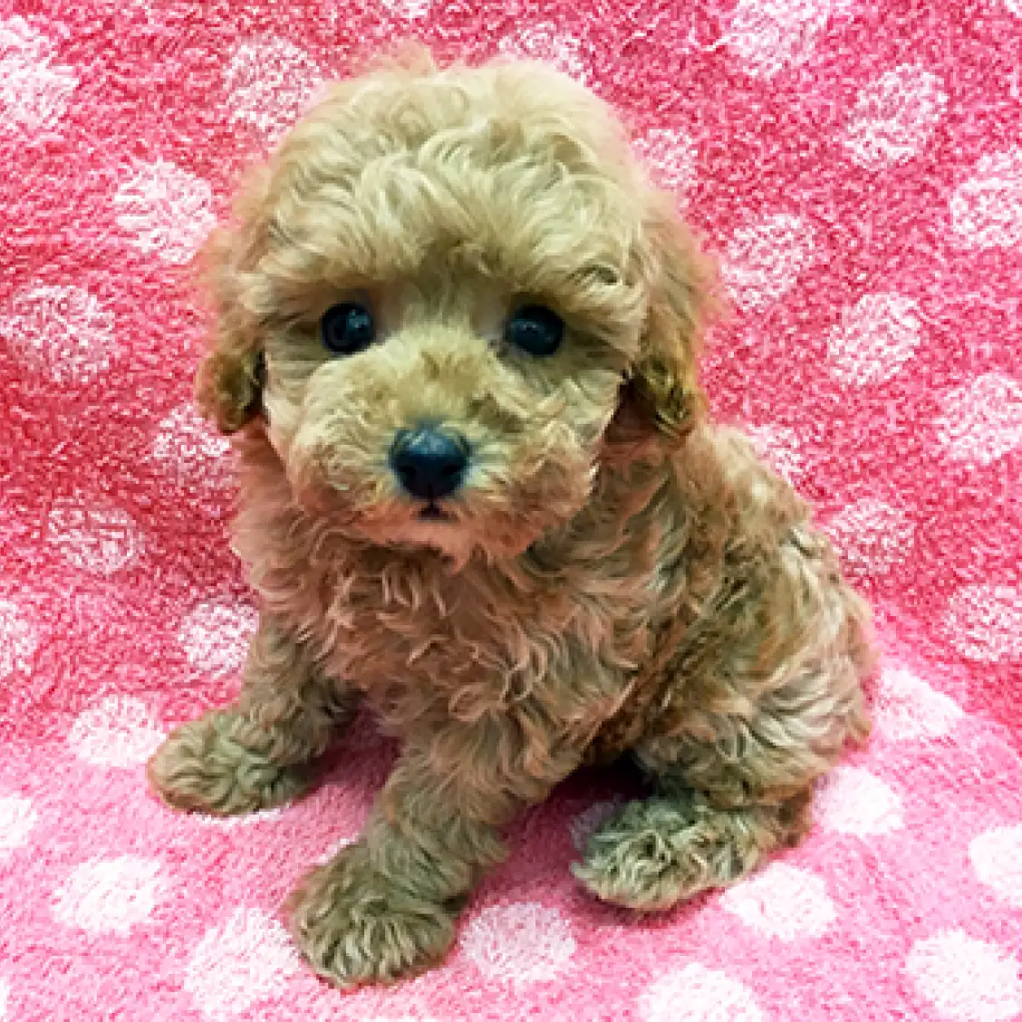 トイ・プードル