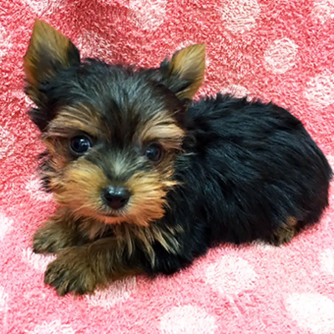 ヨークシャーテリア