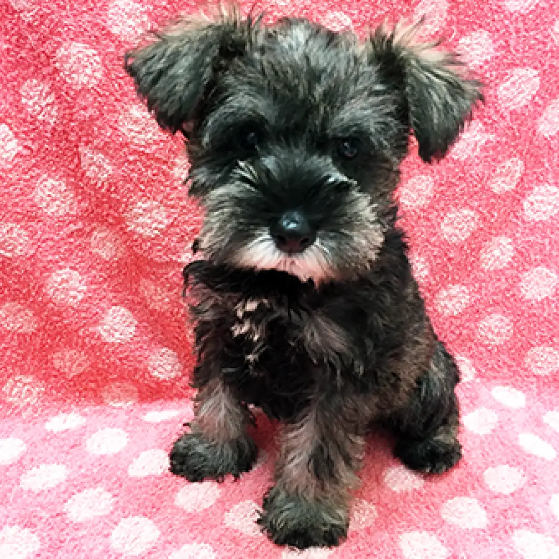 ミニチュア・シュナウザー