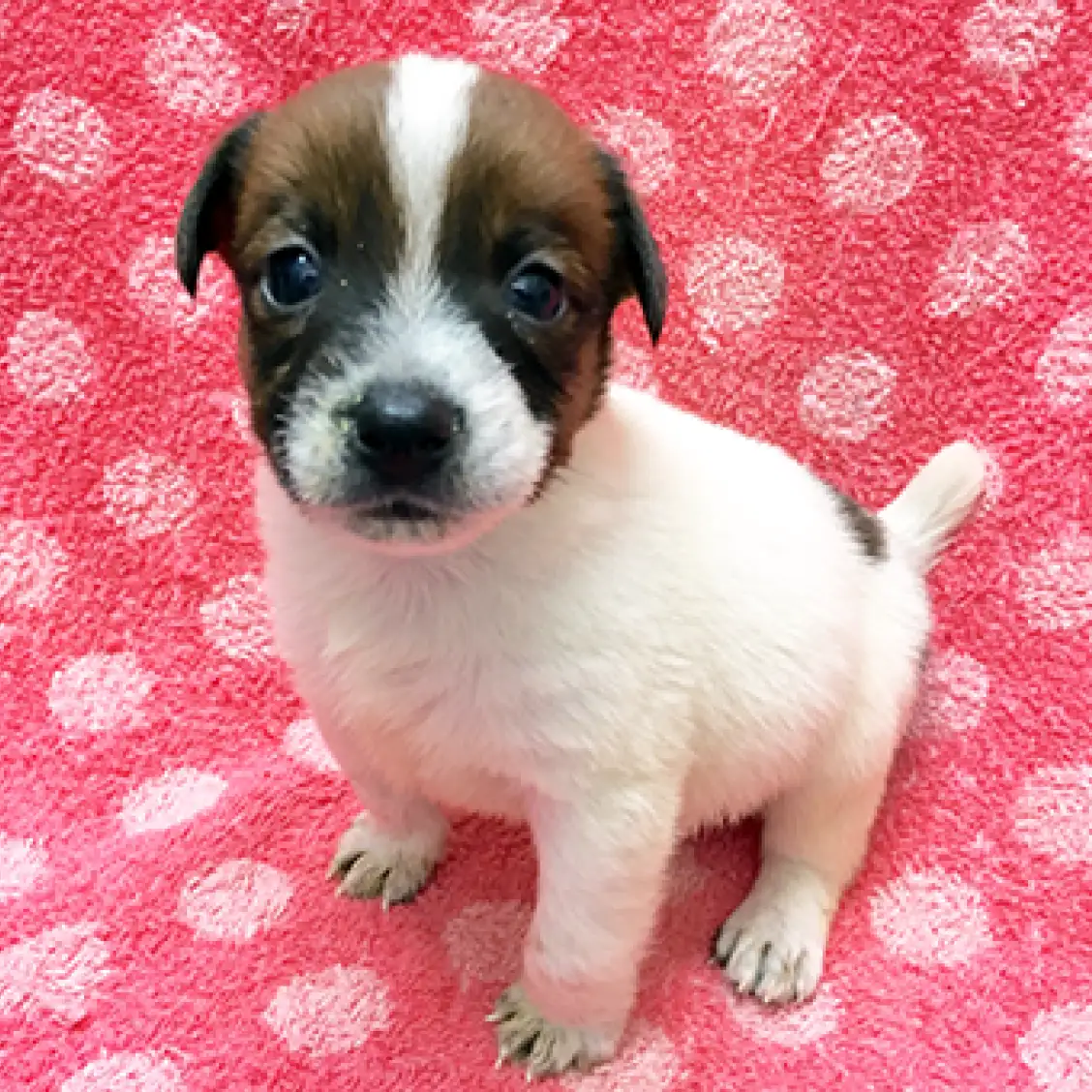 ジャックラッセルテリア