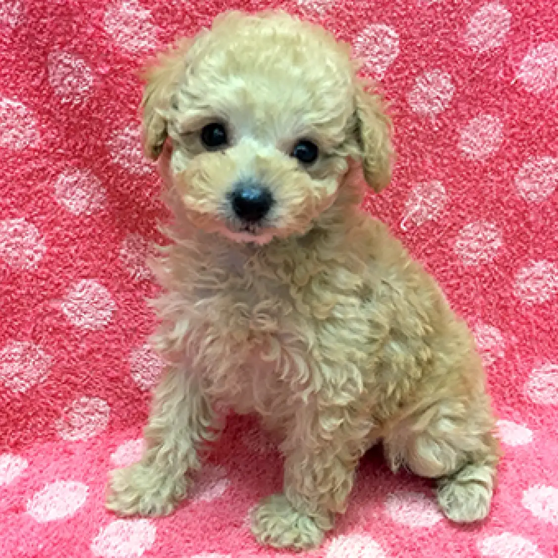 トイ・プードル