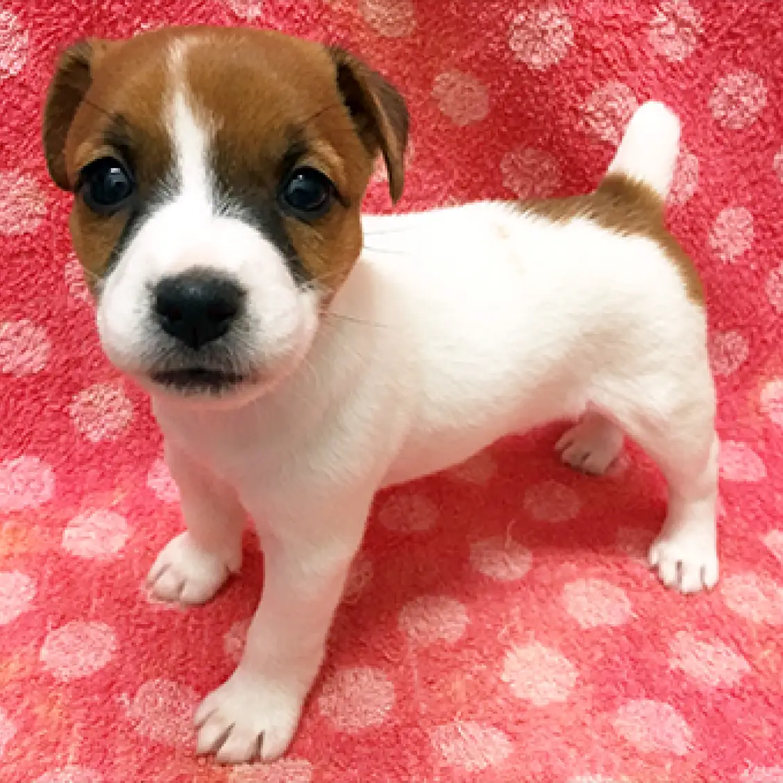 ジャックラッセルテリア