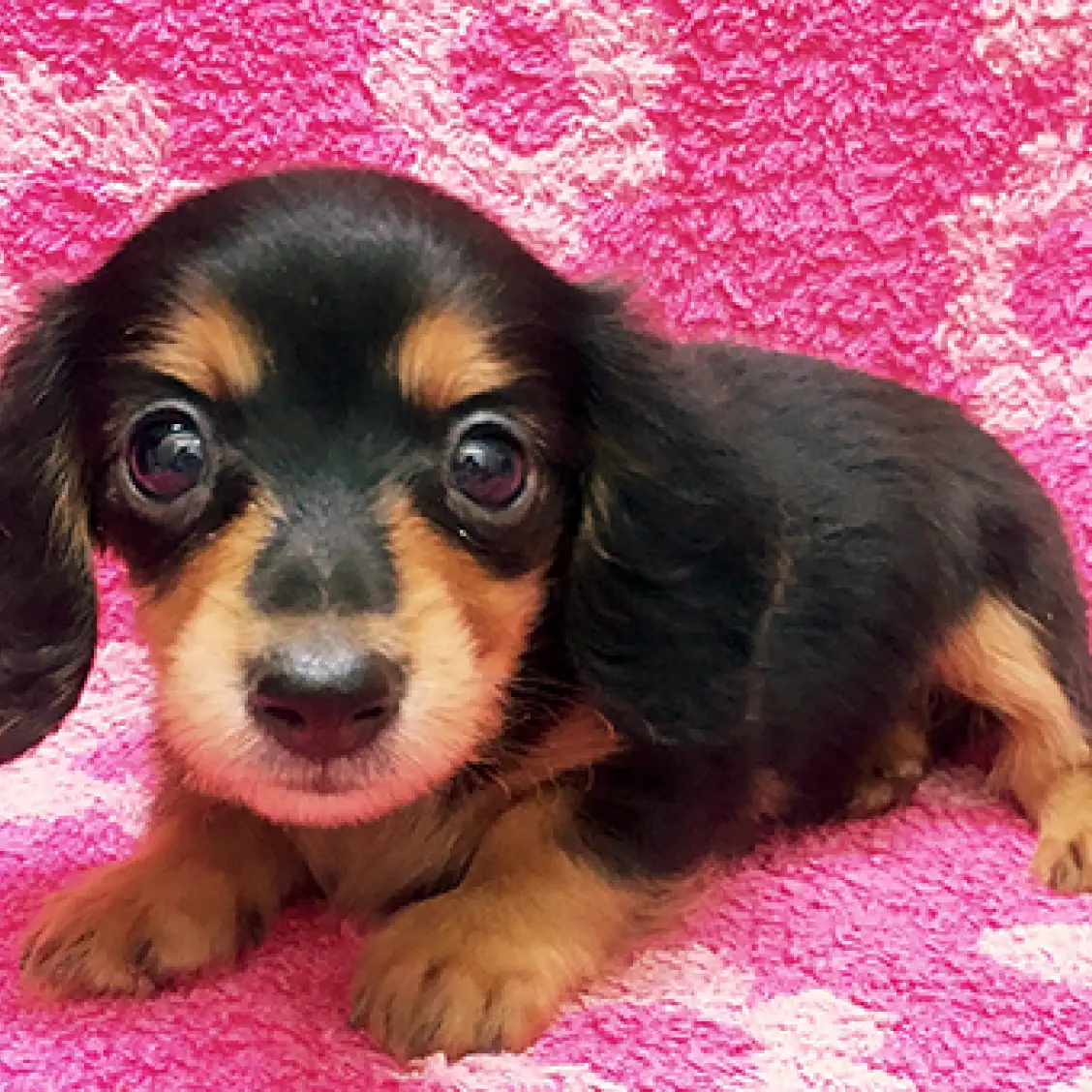 カニンヘン・ダックスフント