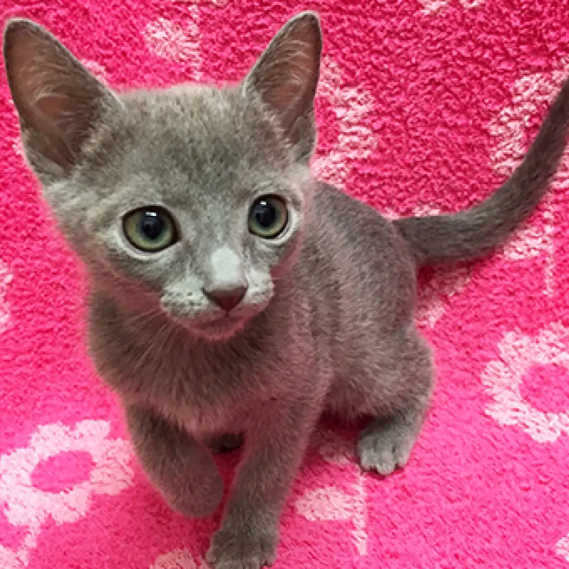 ロシアンブルー