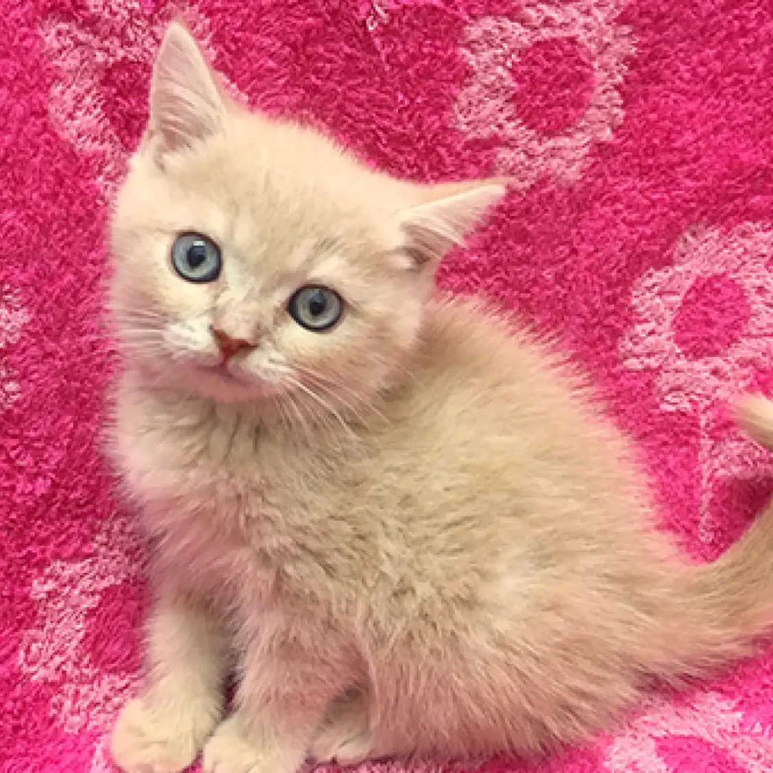 スコティッシュフォールド