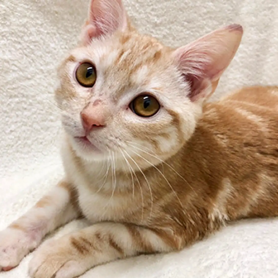 アメリカンショートヘア