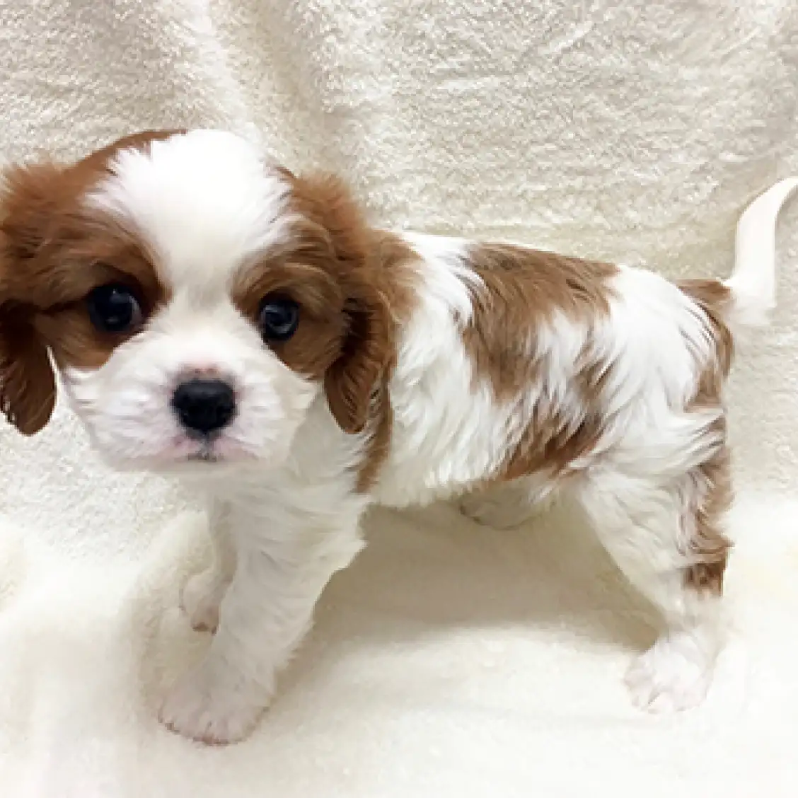 キャバリア・キングチャールズ・スパニエル