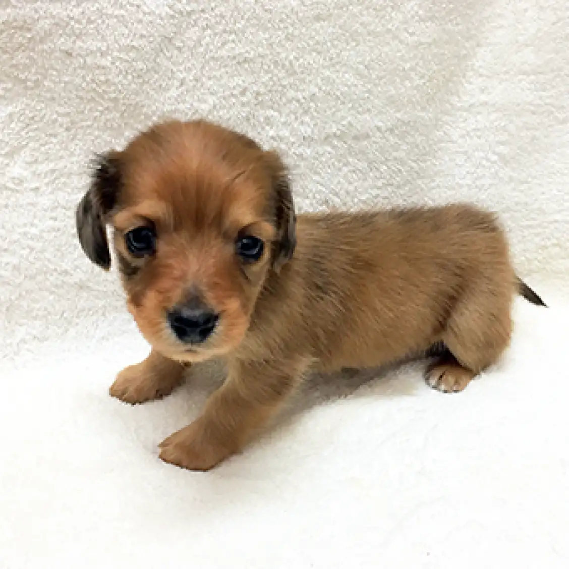 ミニチュア・ダックスフント