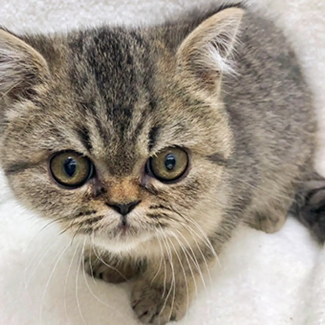 エキゾチックショートヘア