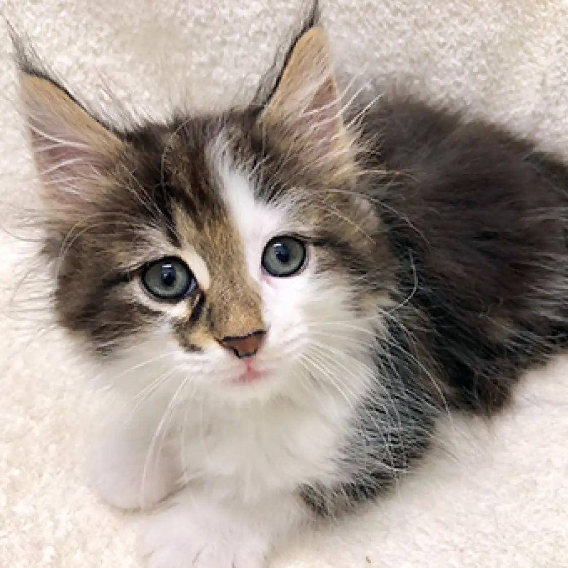 ノルウェージャンフォレストキャット