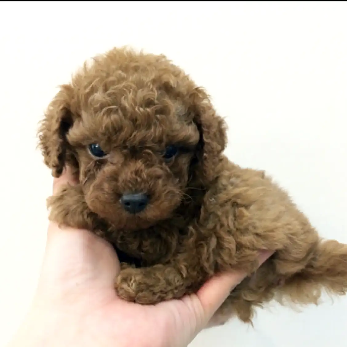 トイ・プードル