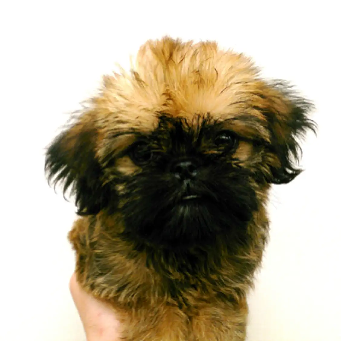 ブリュッセルグリフォン