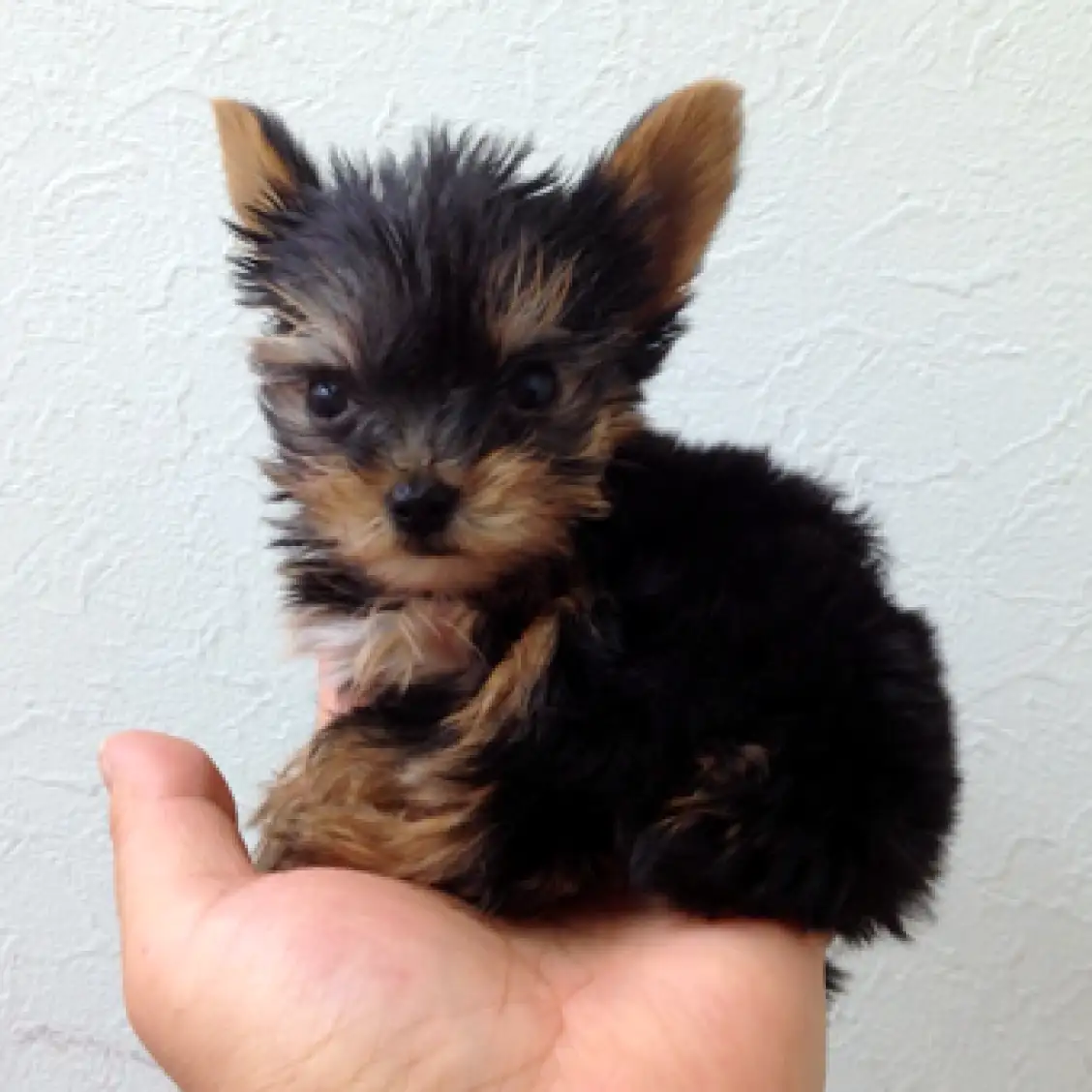 ヨークシャーテリア