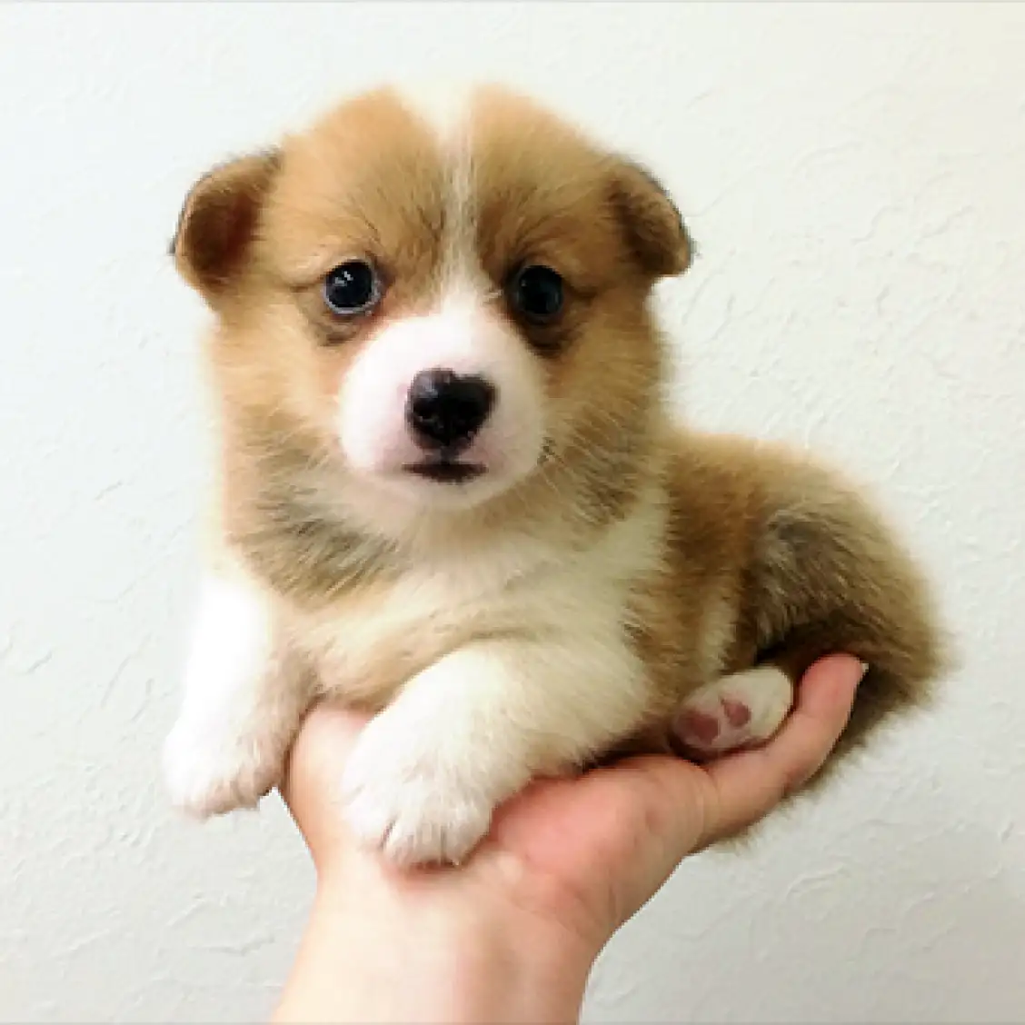 ウェルシュコーギーペンブローク