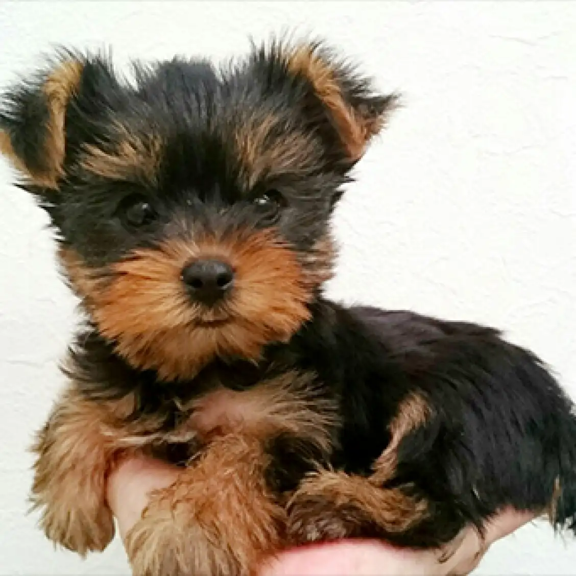 ヨークシャーテリア