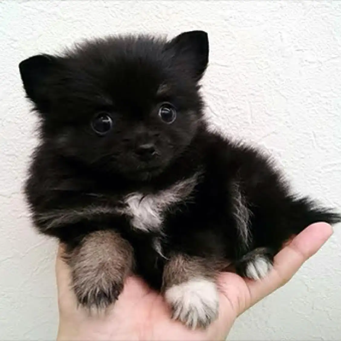 MIX(チワワ×ポメラニアン)