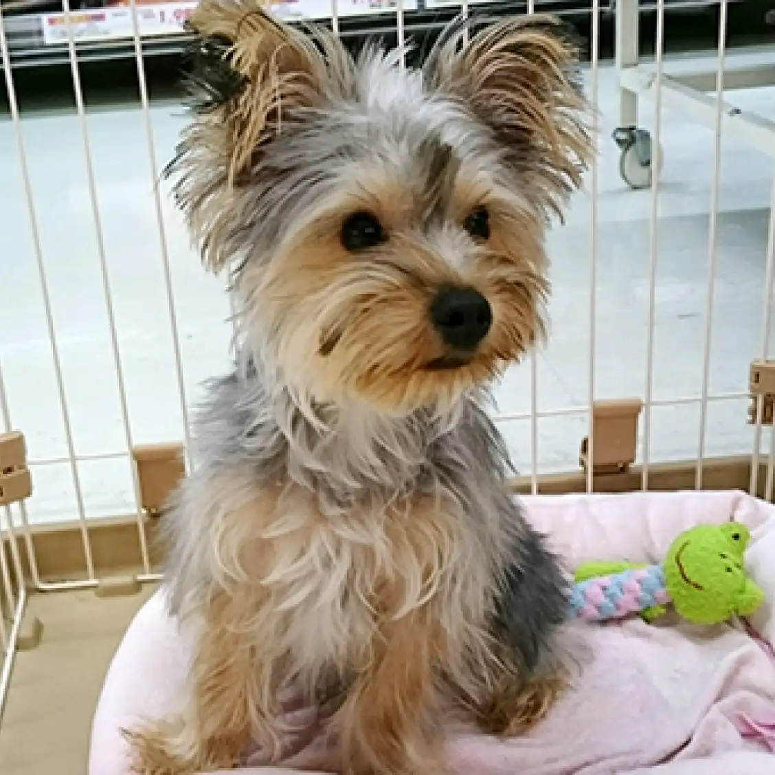 ヨークシャーテリア