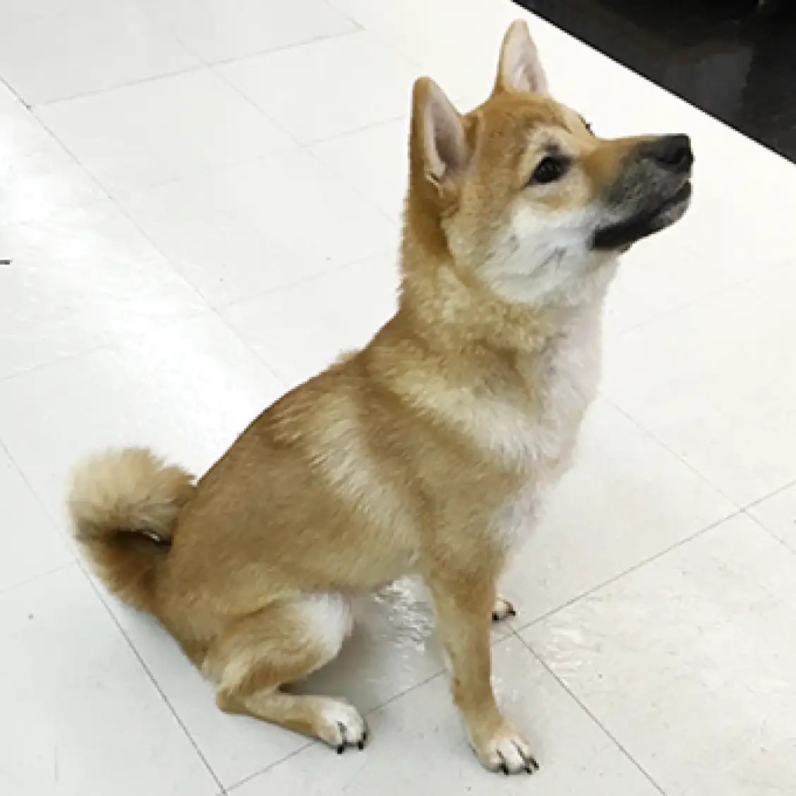 柴犬
