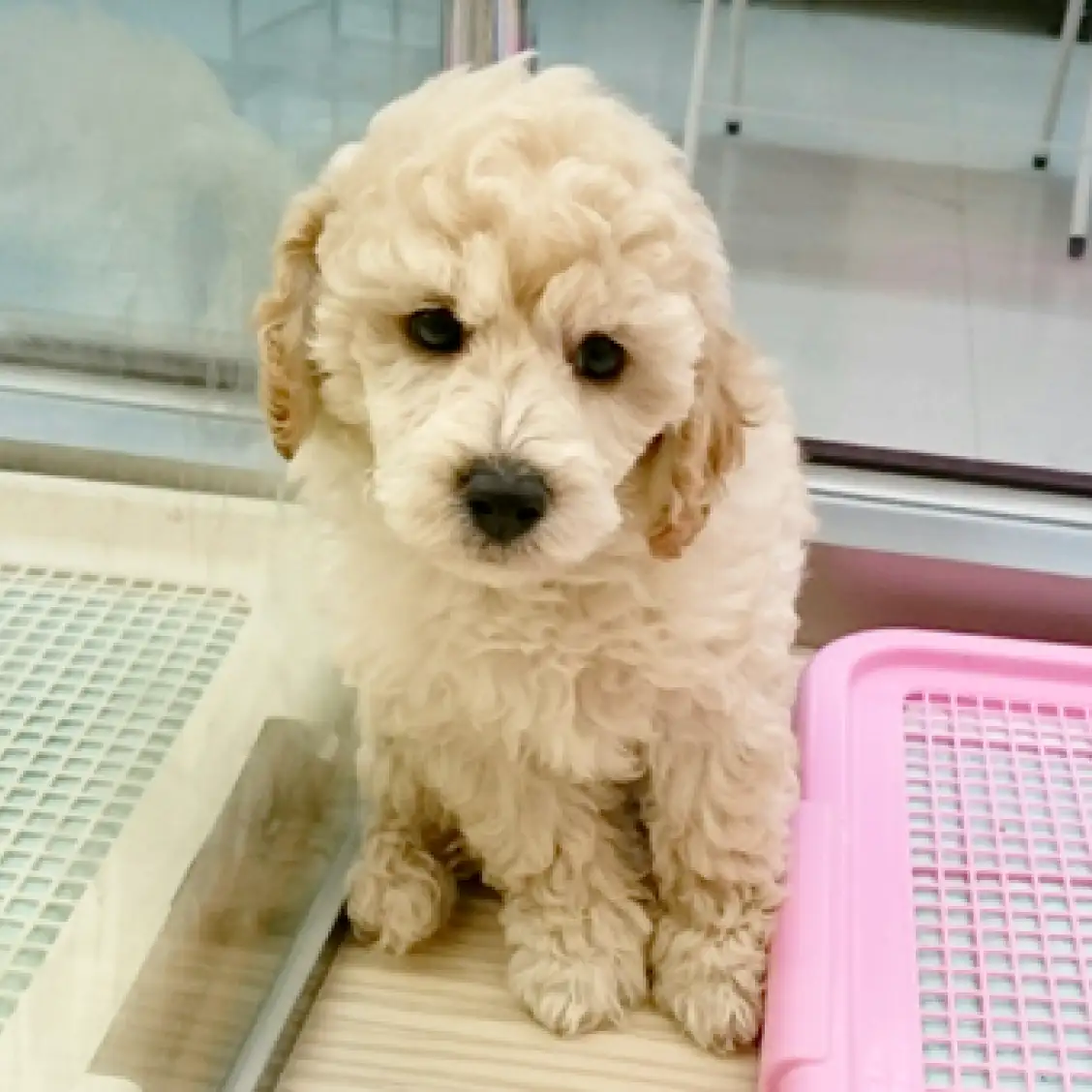 ミディアム・プードル