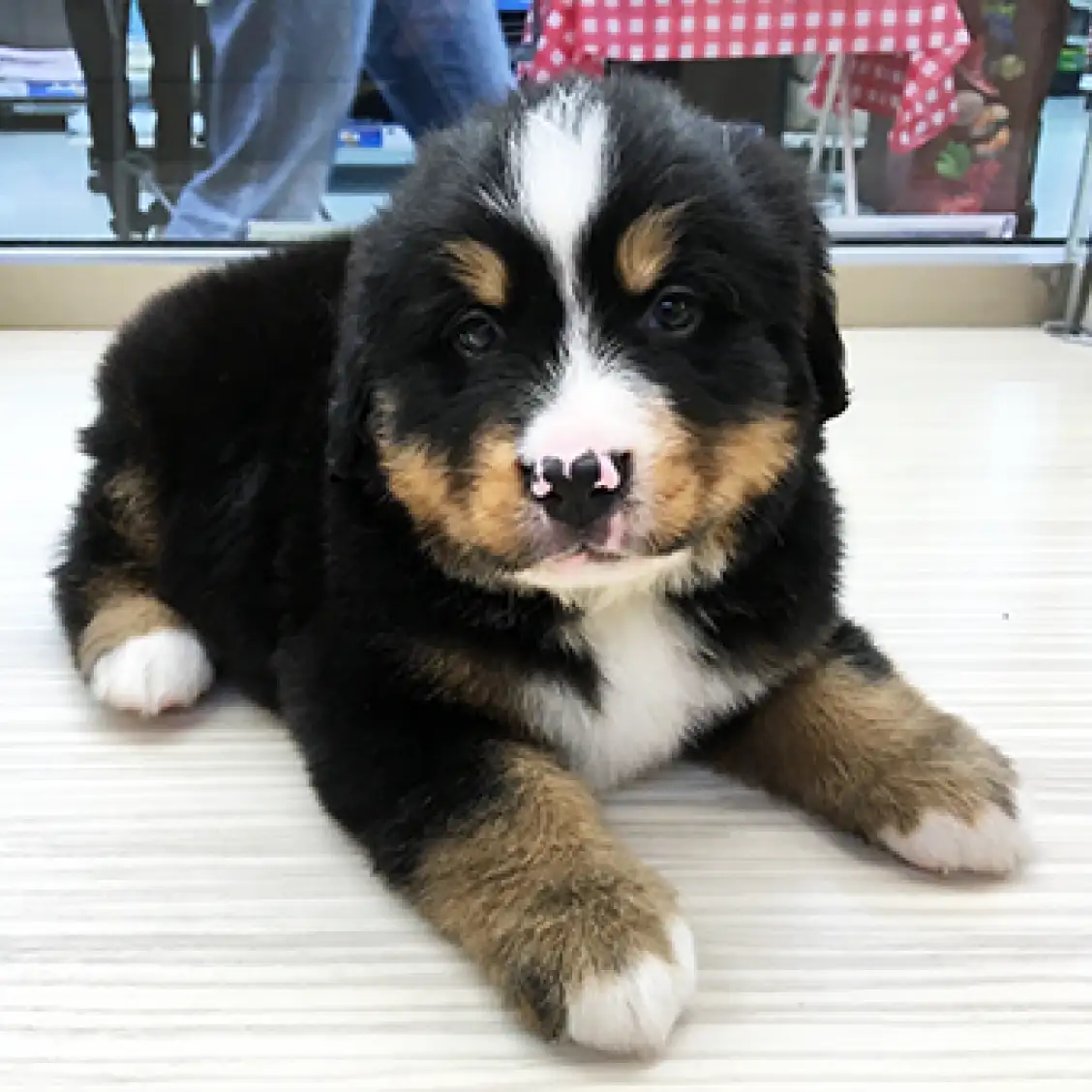 バーニーズマウンテンドッグ