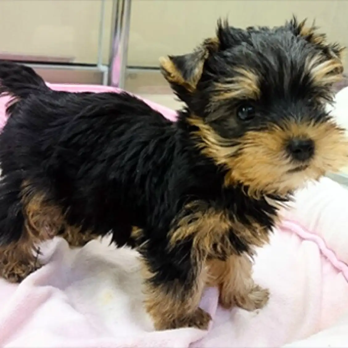 ヨークシャーテリア