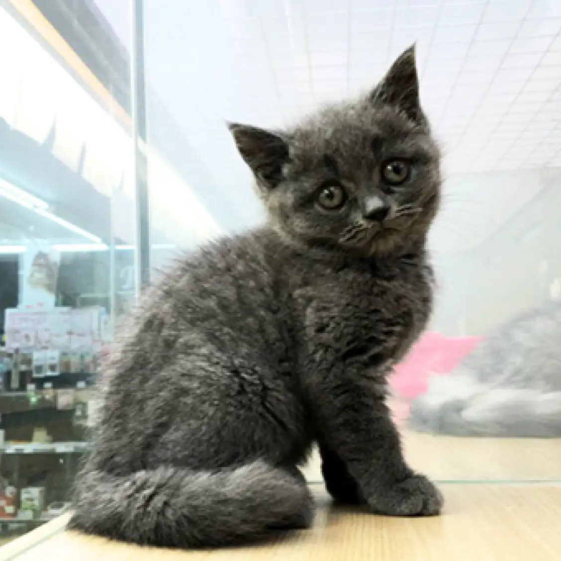 ブリティッシュショートヘア