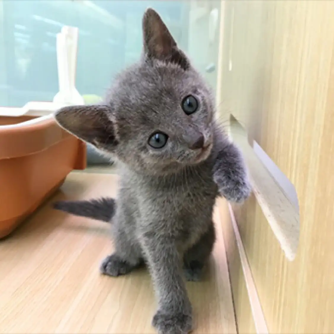 ロシアンブルー