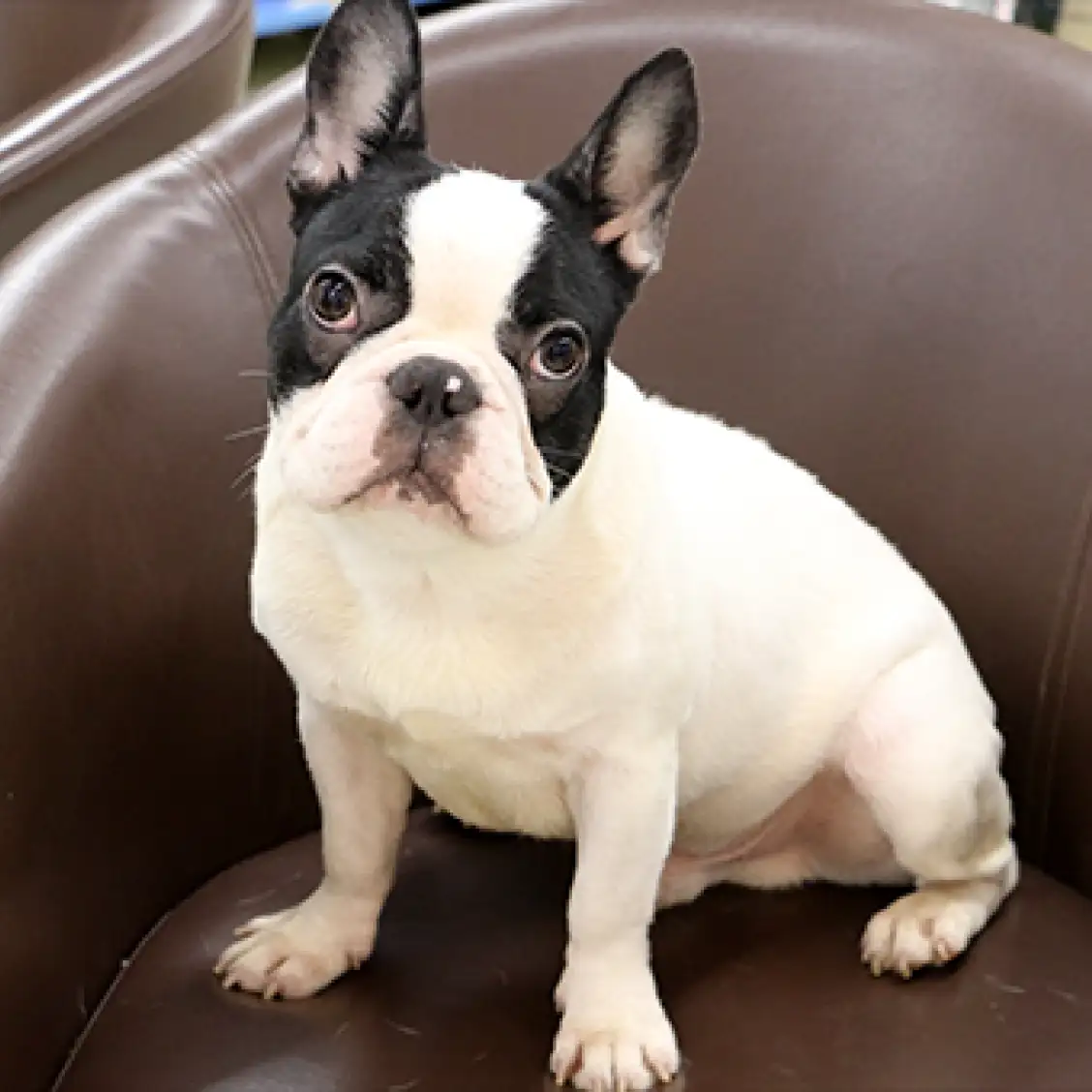 フレンチブルドッグ