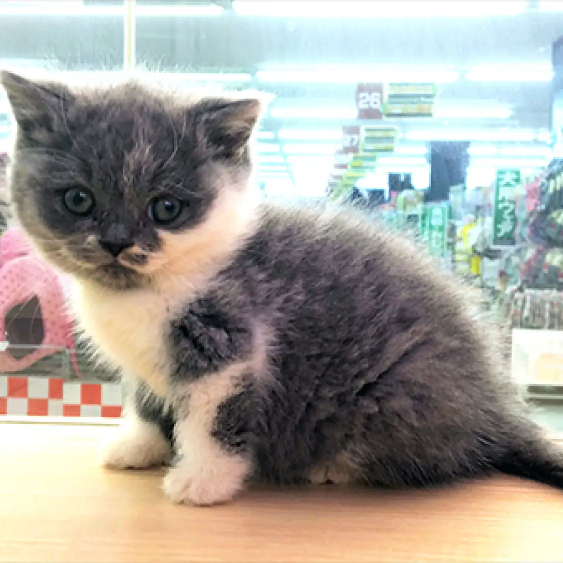 ブリティッシュショートヘア