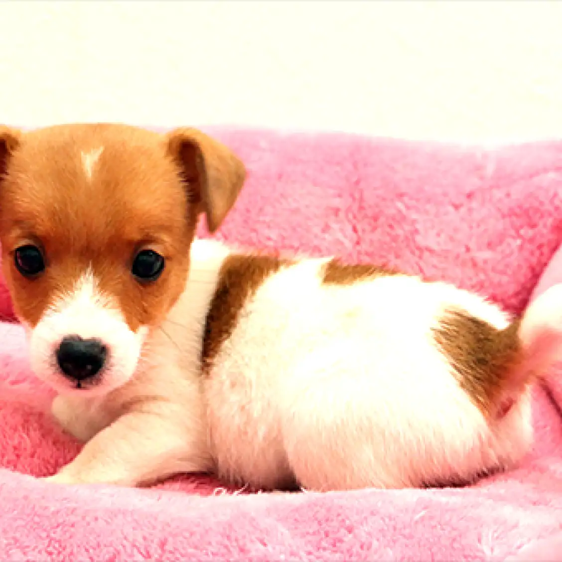 ジャックラッセルテリア