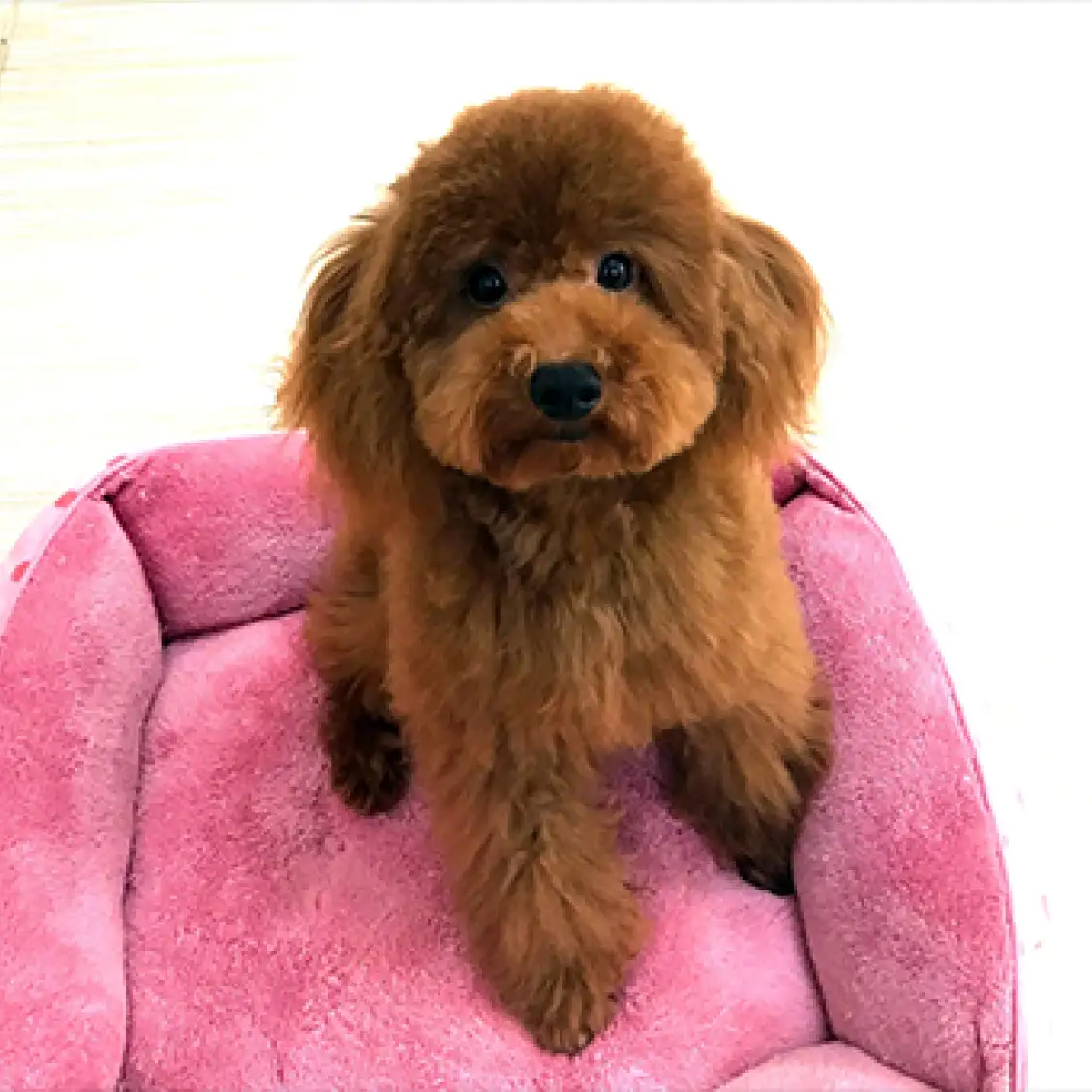 トイ・プードル