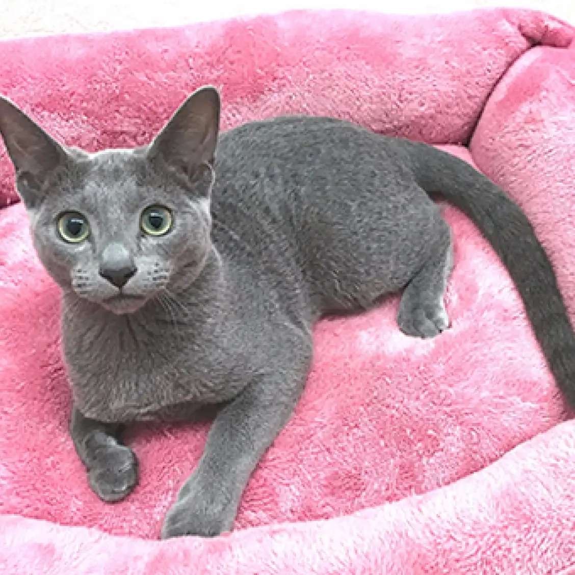 ロシアンブルー