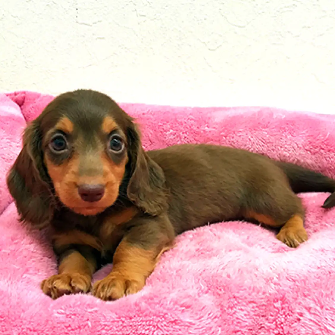 ミニチュア・ダックスフント