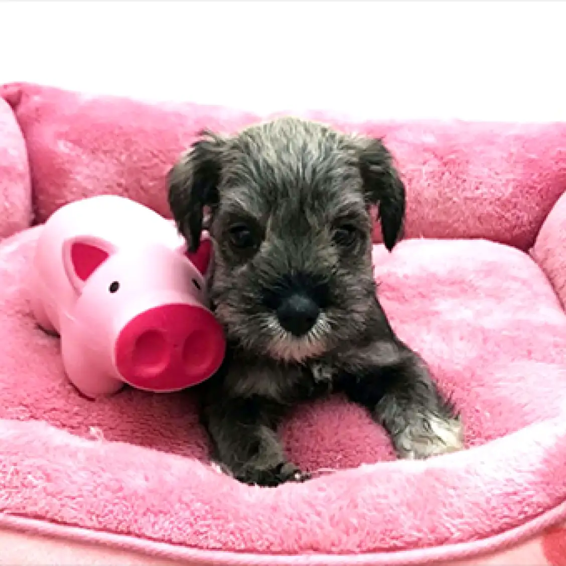 ミニチュア・シュナウザー