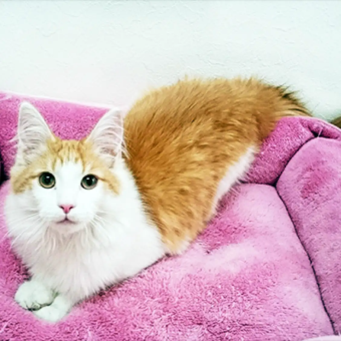 ノルウェージャンフォレストキャット