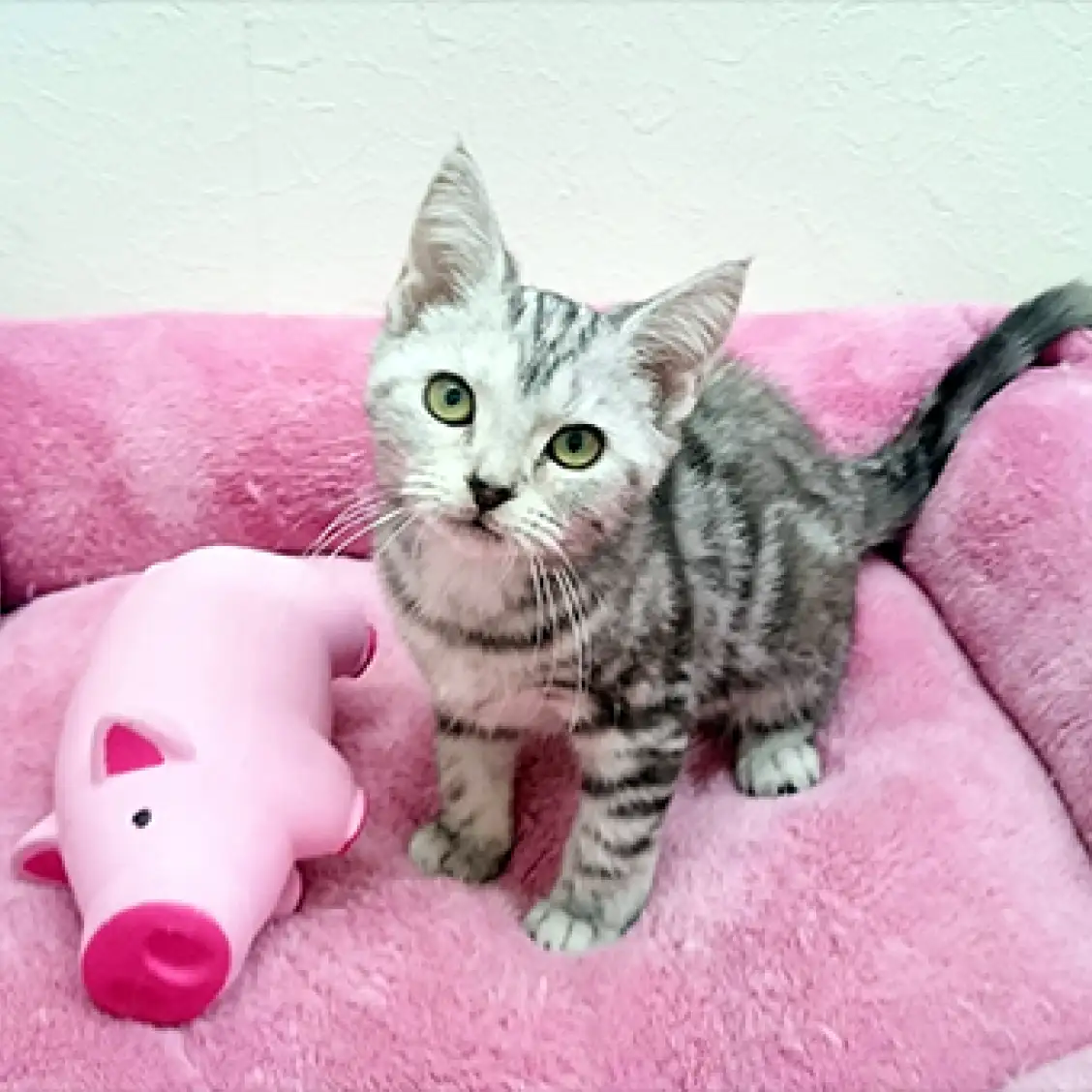 アメリカンショートヘア