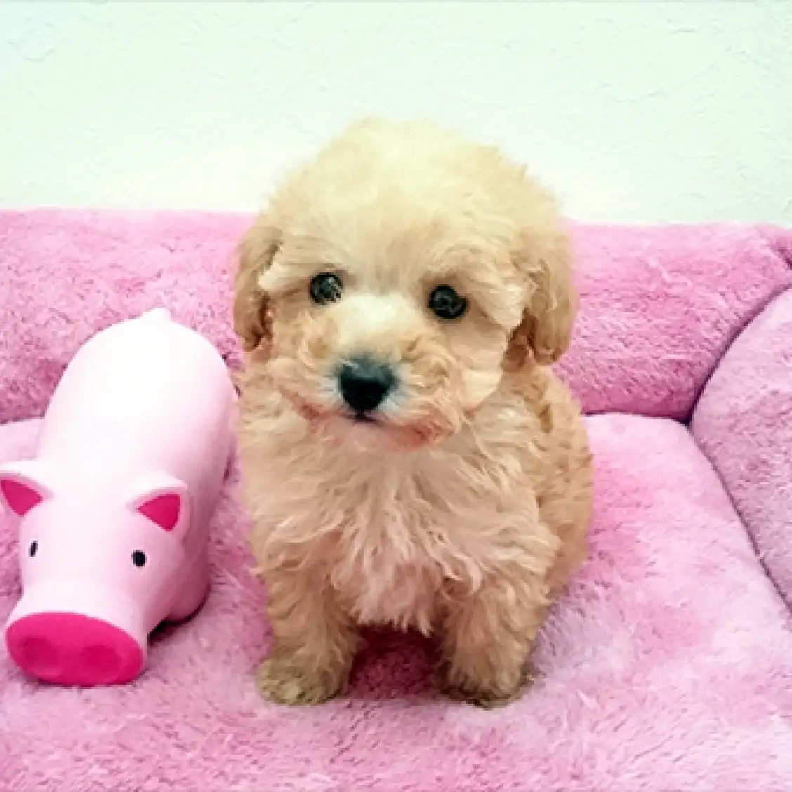 トイ・プードル