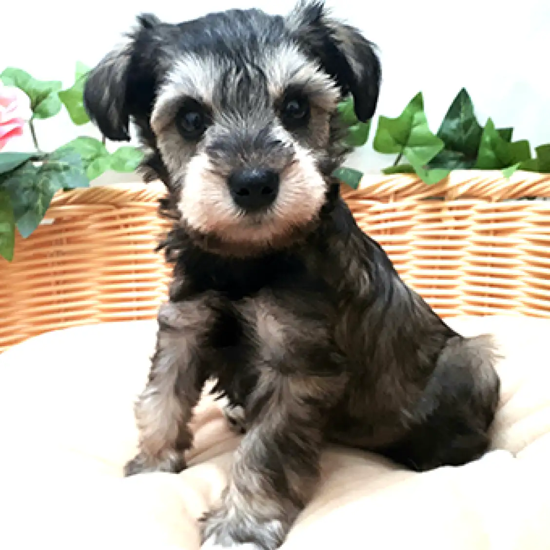 ミニチュア・シュナウザー