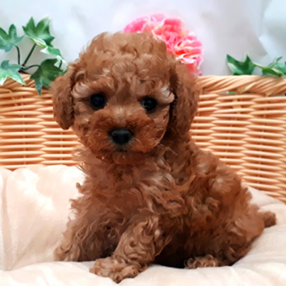 トイ・プードル