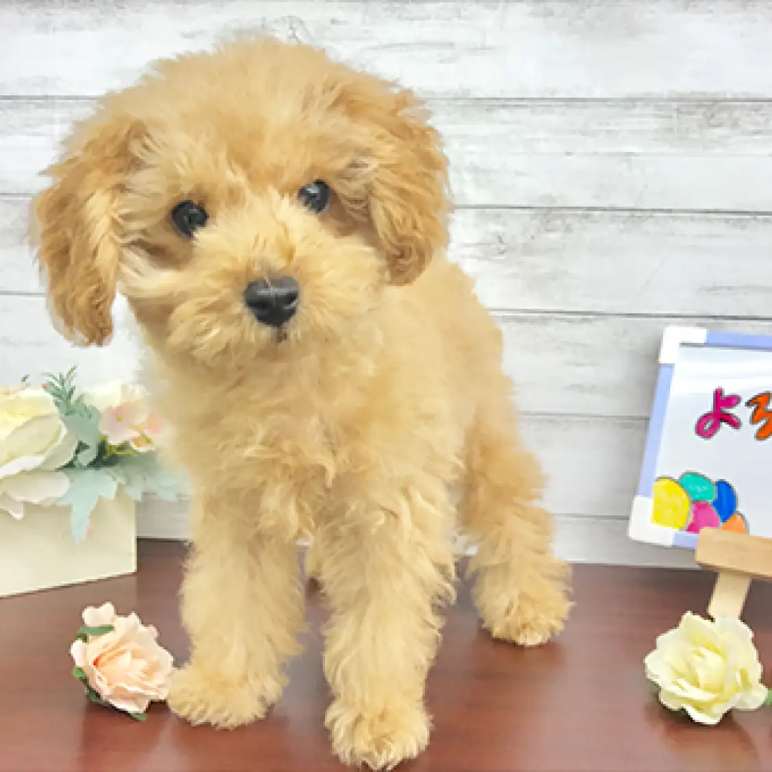 トイ・プードル