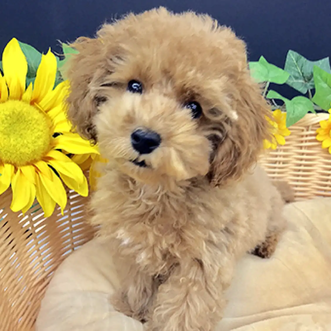 トイ・プードル